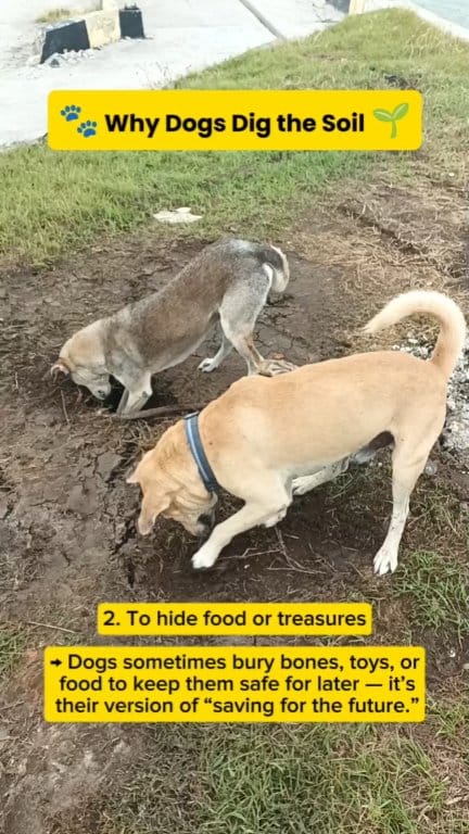Curated visual reference: Fresh Look at Why Do Dogs Dig The Soil Kilayandfriends Dogs Petlovers Workingdog
