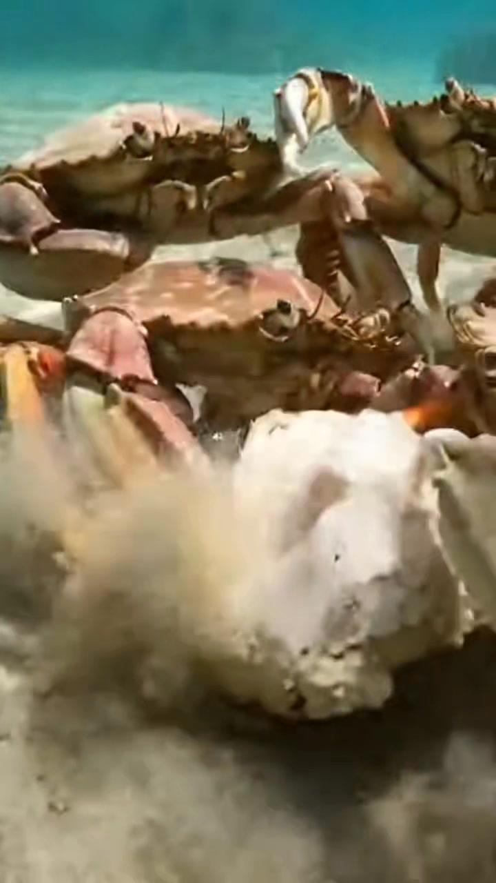 From a fight to pure fear in seconds! 🦀⚡🌊 #oceanlife #craps | MixAura ...