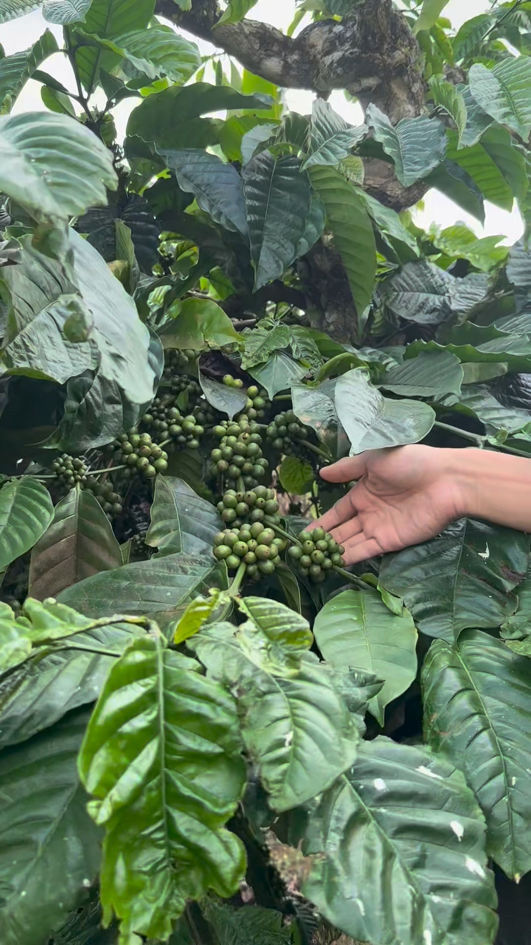 Special Episode : Biji Kopi Indonesia! #SyababFresh #kopi #bijikopi # ...