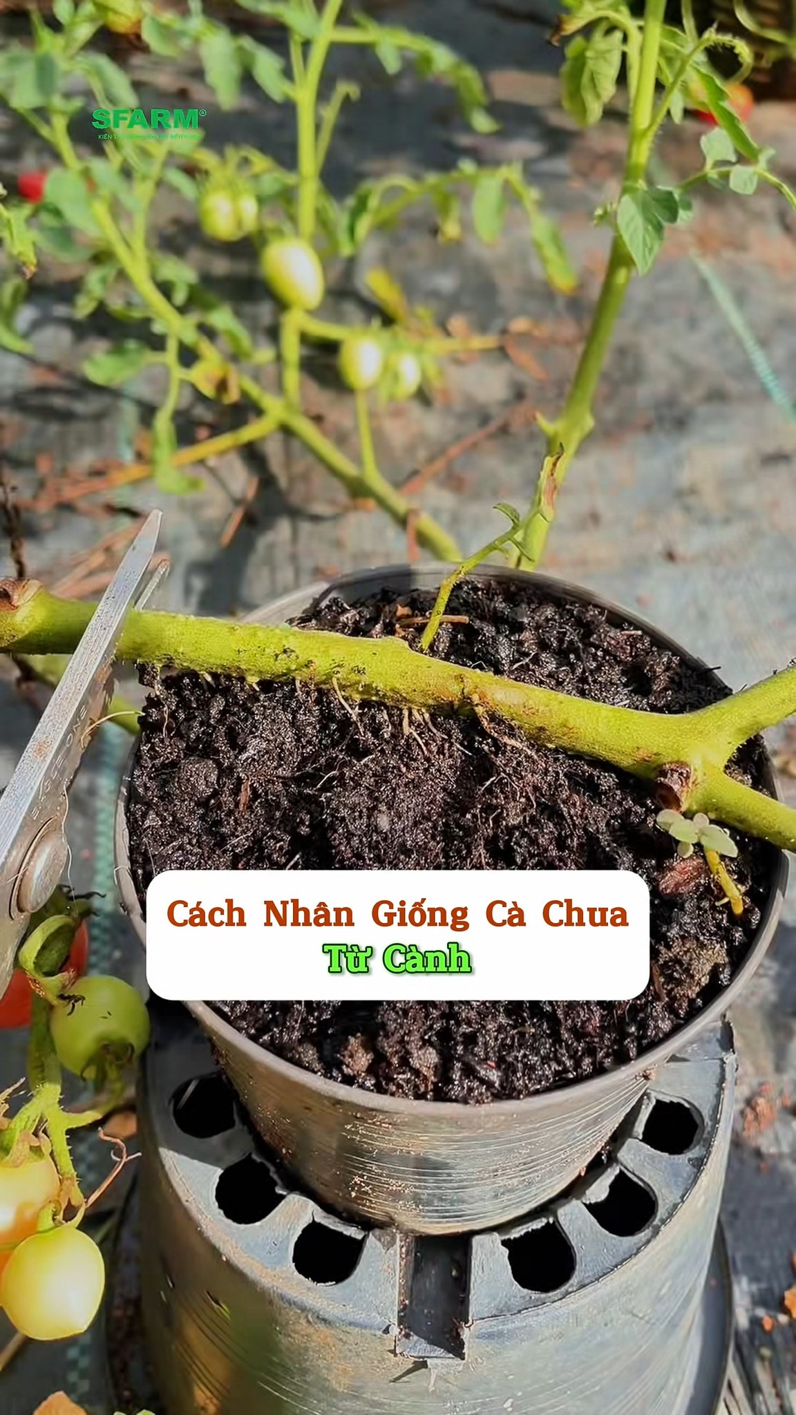 Mẹo nhân giống cây cà chua từ cành đơn giản dễ làm #lamvuonsanthuong # ...