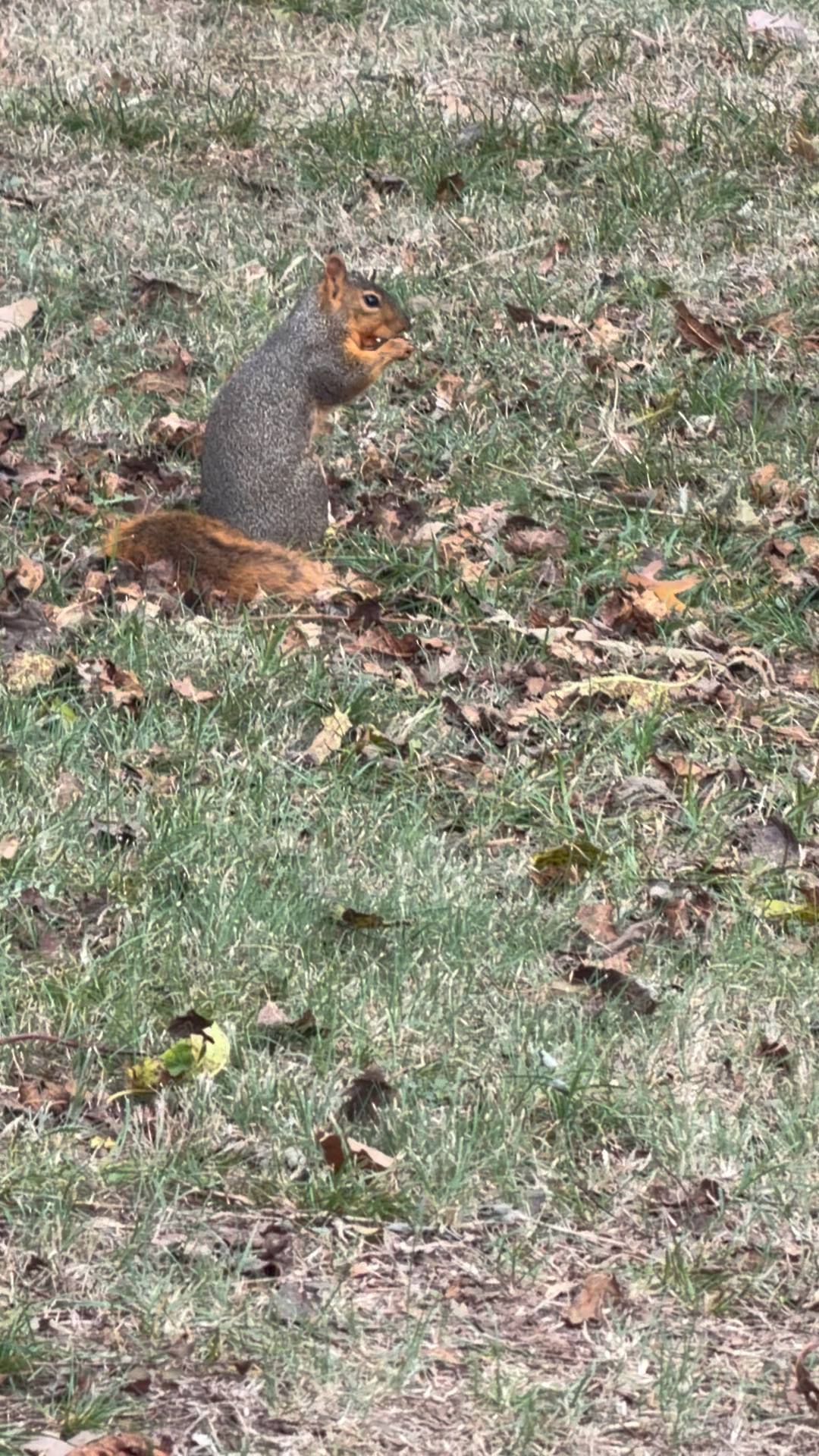 My dogs friend a squirrel lol | Alec Walker | Facebook