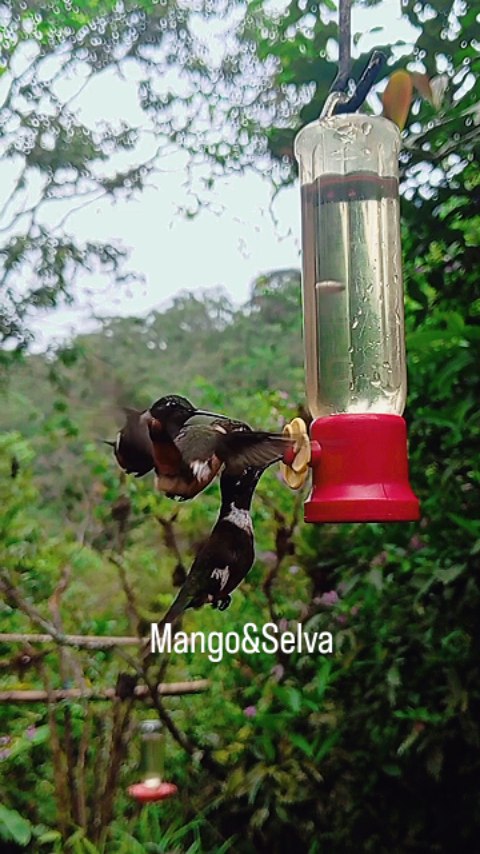Mango Selva
