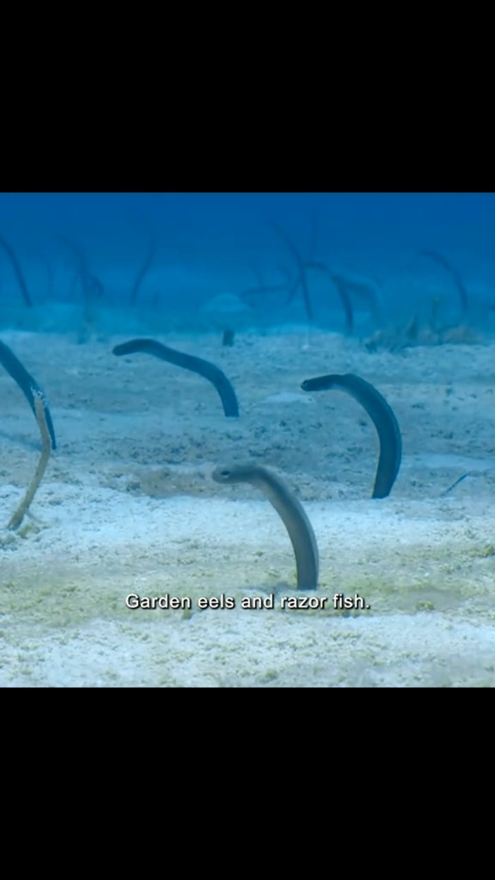 Razor Fish and eels #nature #eelsviralシ #Razorfish | Documentary_Nature ...