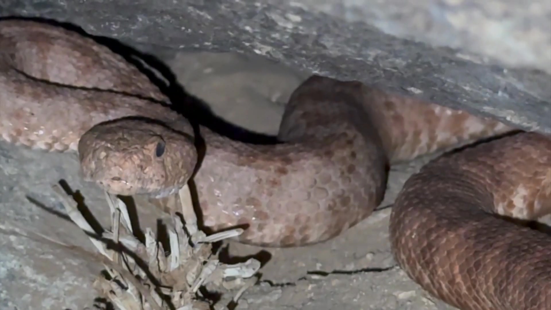 A Speckled Rattlesnake gets a lift to the right kind of release