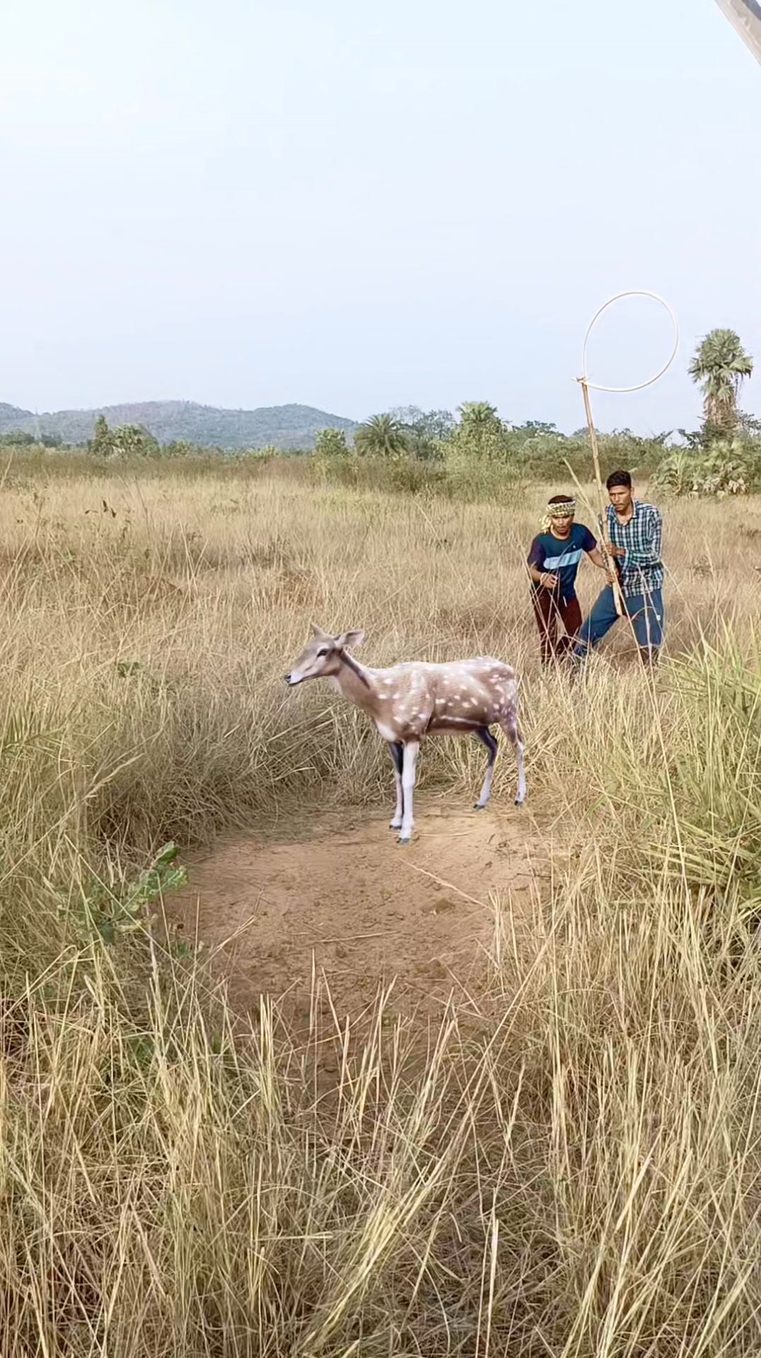 Chatching Deer 🦌#reel #reels #trending #viral #viralreels #video #tiger ...