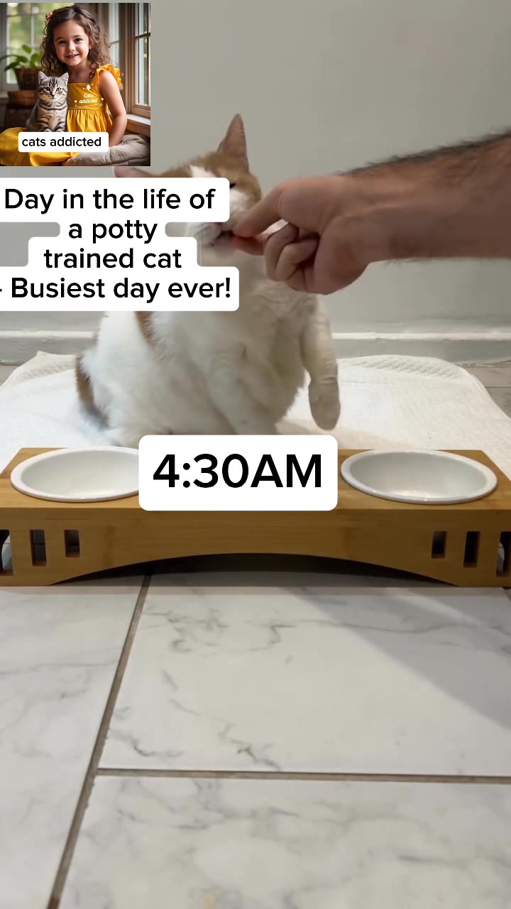 Do Cats Need to Be Potty Trained? Essential Insights