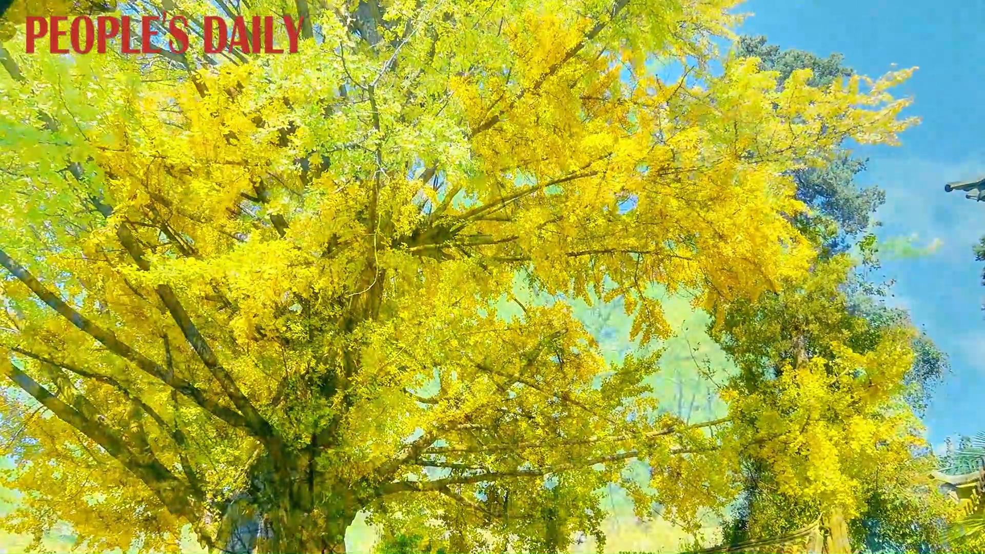 Complementing the rustic courtyards, a 480-year-old ginkgo tree in its ...