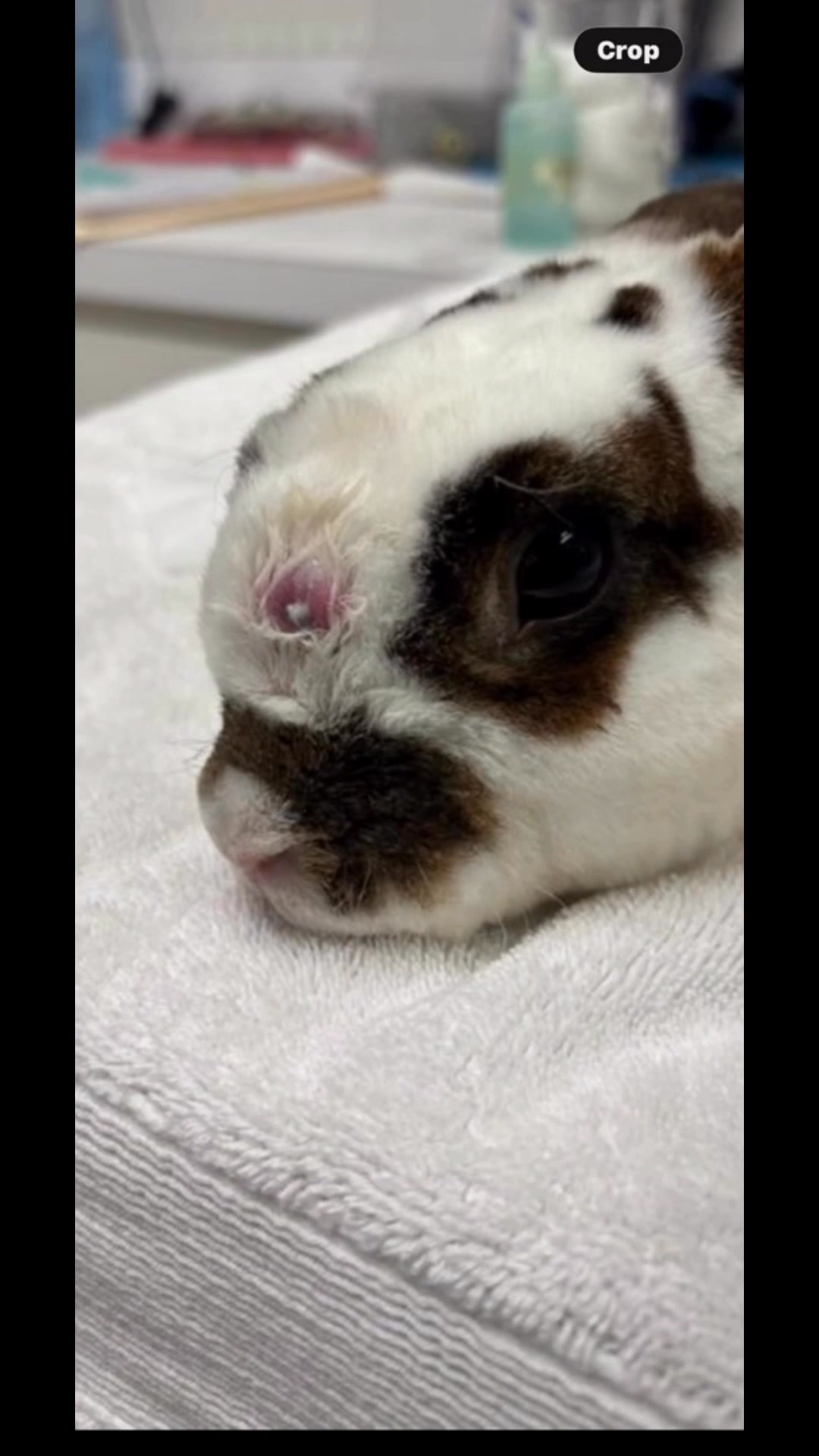Lucky Then & Lucky Now! He’s the bunny that had the huge abscess on top ...