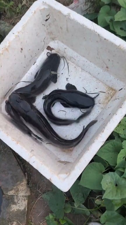 A Woman Shows How to Catch Fish from a Well and Catches Many Huge ...