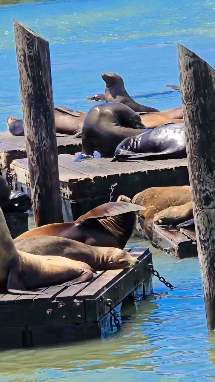 sealions専用 An extra-large sea lion has made its home at San Francisco's Pier