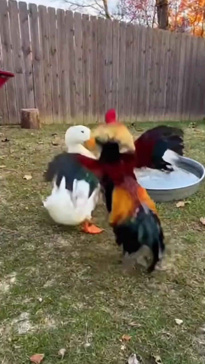 🔥🦆🐓 Epic Duel: Duck vs Rooster Showdown! • • • • • #ducks #nature # ...