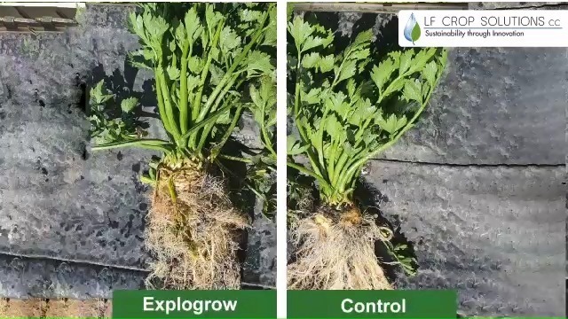 Success stories continue with VIKING'S BIO-FERTLIZER product EXPLOGROW ...