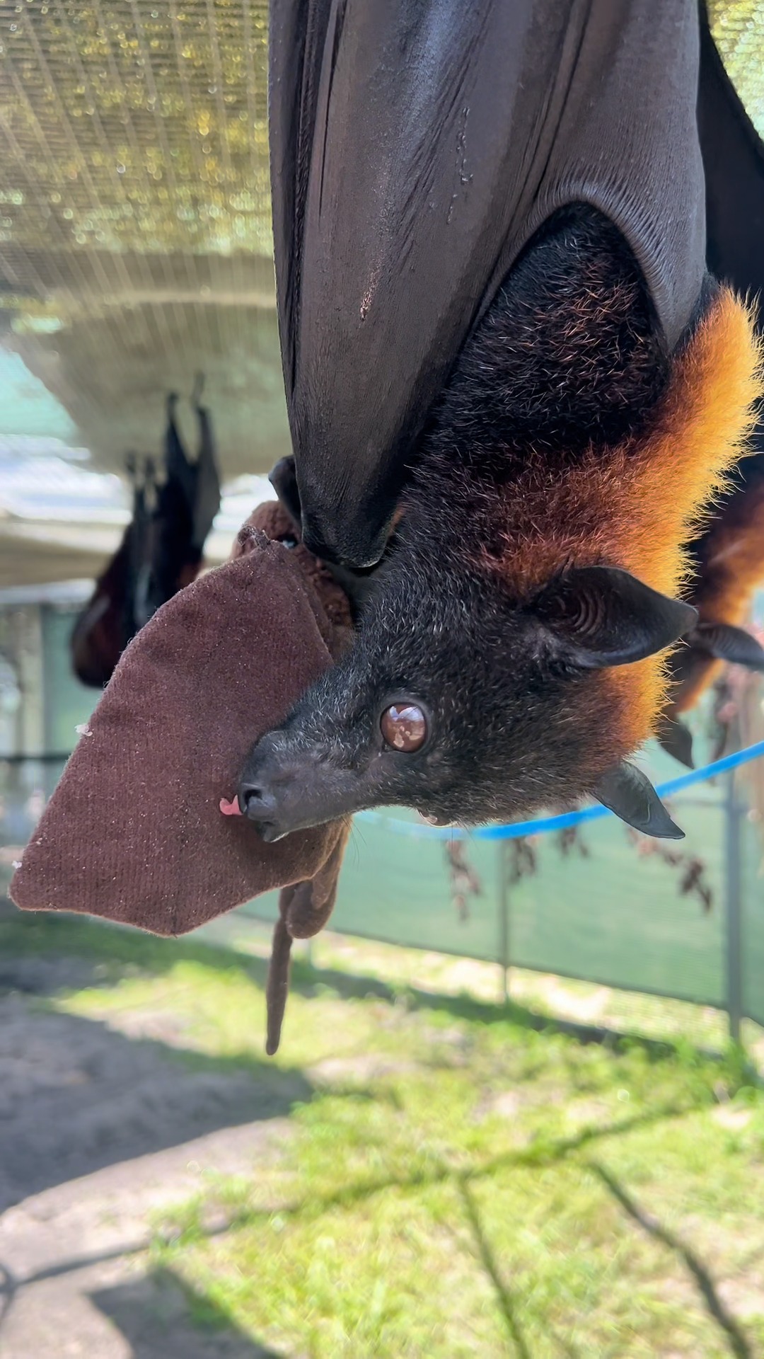 It's the first day of #BatWeek! Kick off your Bat Week by celebrating ...