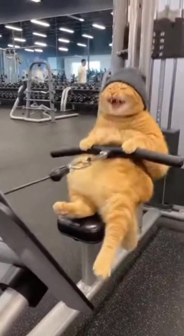 A chunky orange cat wearing a beanie and lifting belt goes absolutely ...