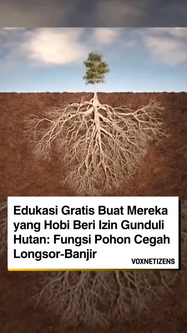 Edukasi gratis buat mereka yg hobi kasih izin gunduli hutan. Akar pohon ...
