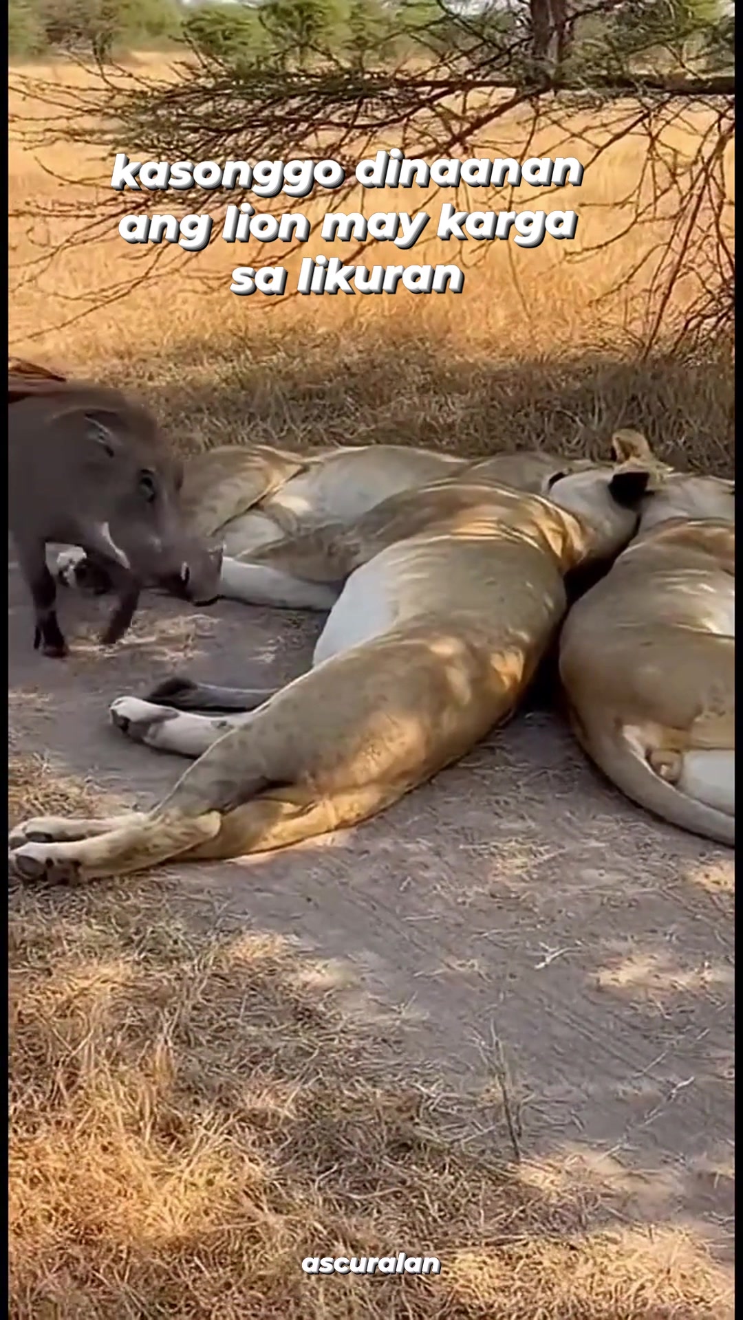 baboy ramo at lion #animal #funny #funnyreels | Ascura Lan | Facebook