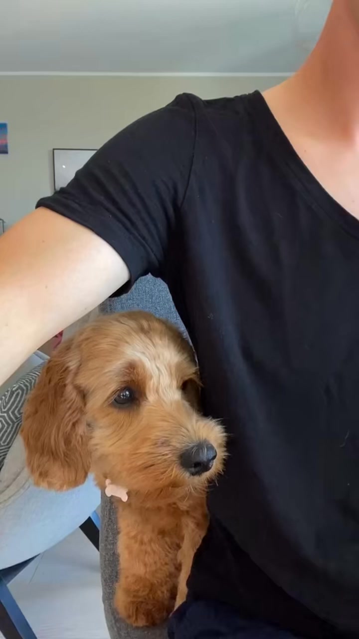 🤤👅 #cockapoo #dog #dogfriendlypeanutbutter | viljacockapoo | Facebook