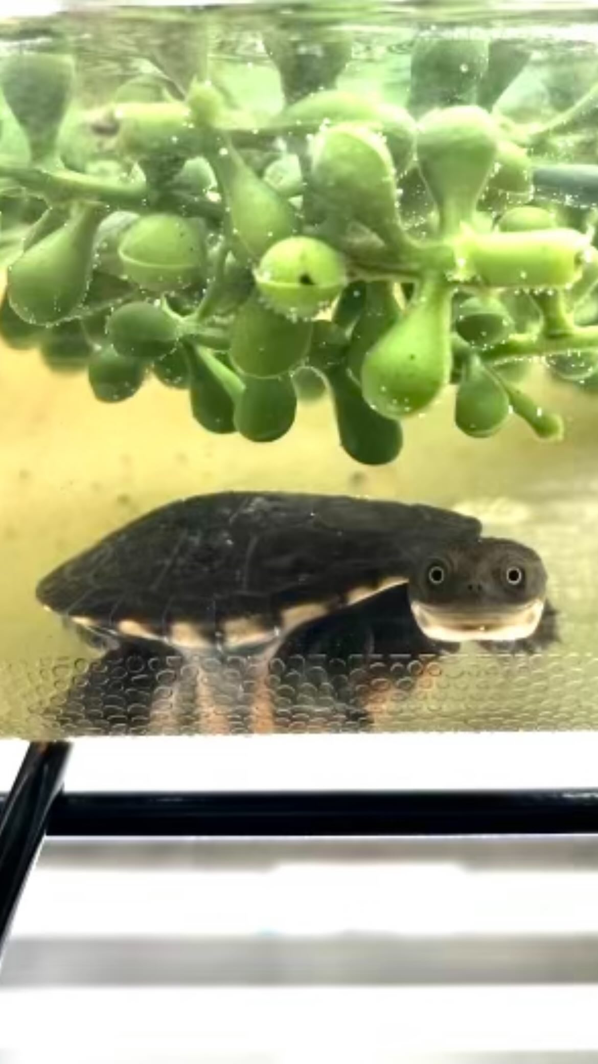 👀👀 Sometimes at the Turtle Survival Center, it feels like we’re being ...
