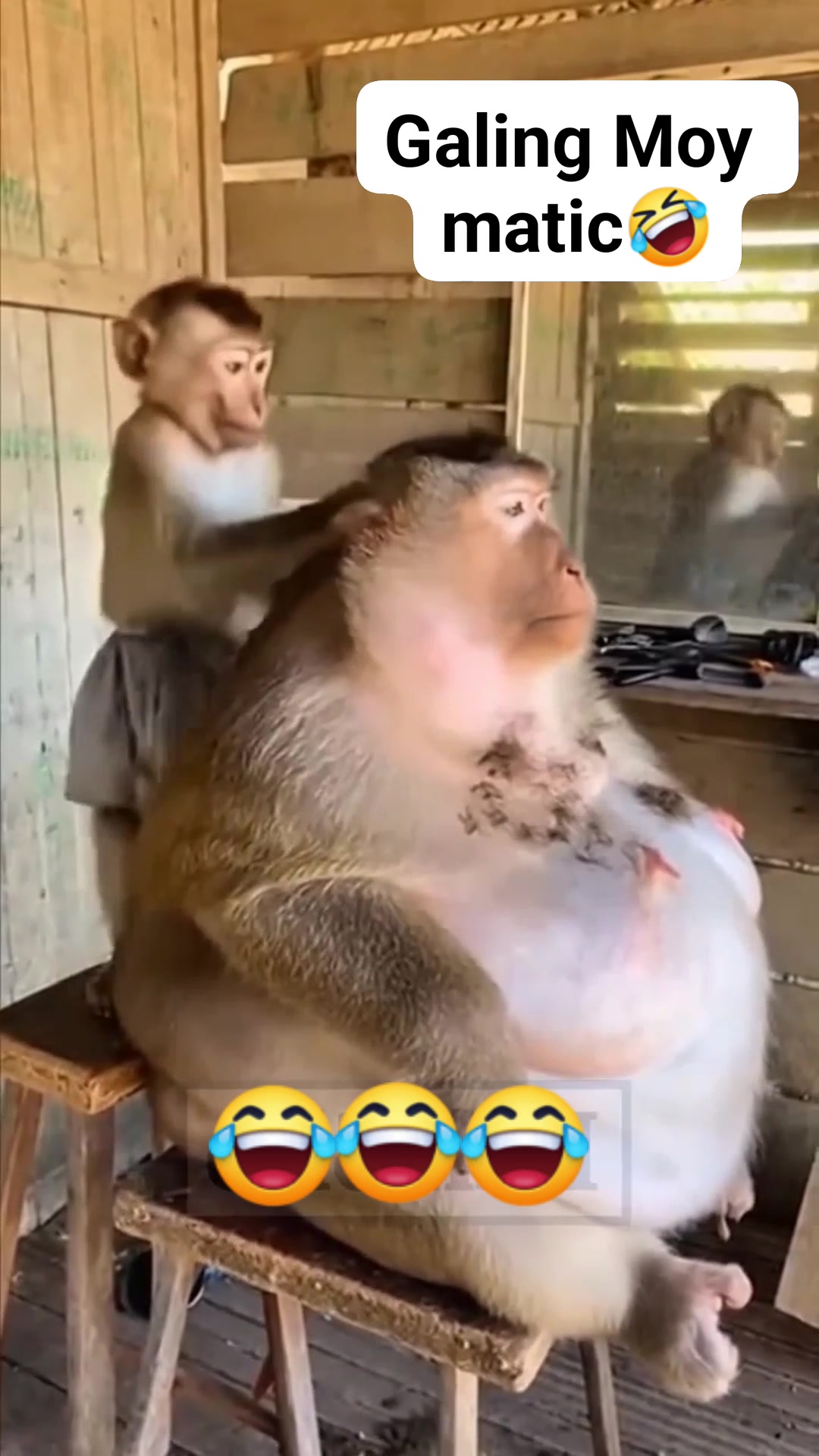 #funny #monkey #funnyvideos #fbreelsfypシ゚viralfbreelsfypシ゚viral | Ria ...