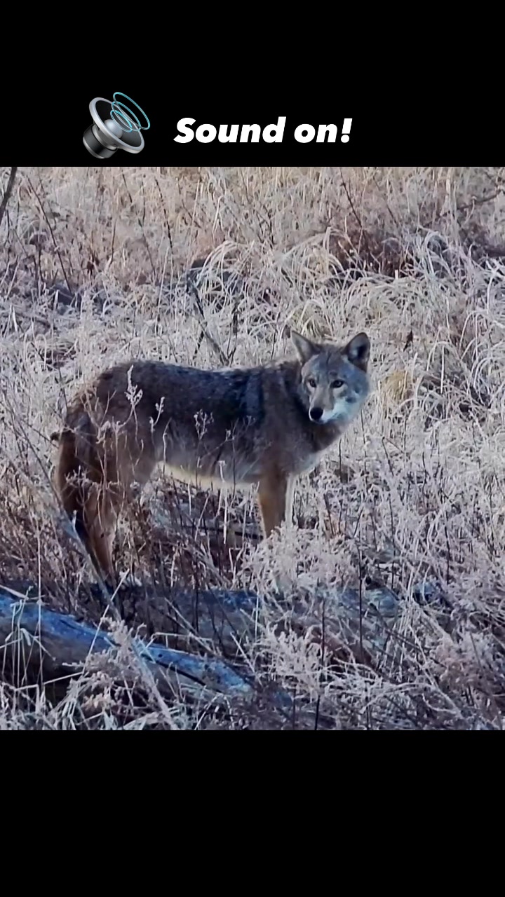 While coyotes are known for their piercing howls, that is just one of ...