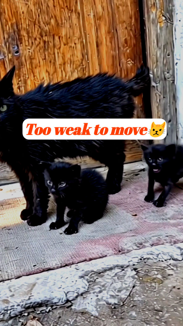 Why is this poor kitten so weak… it can barely move 💔😿. This poor ...