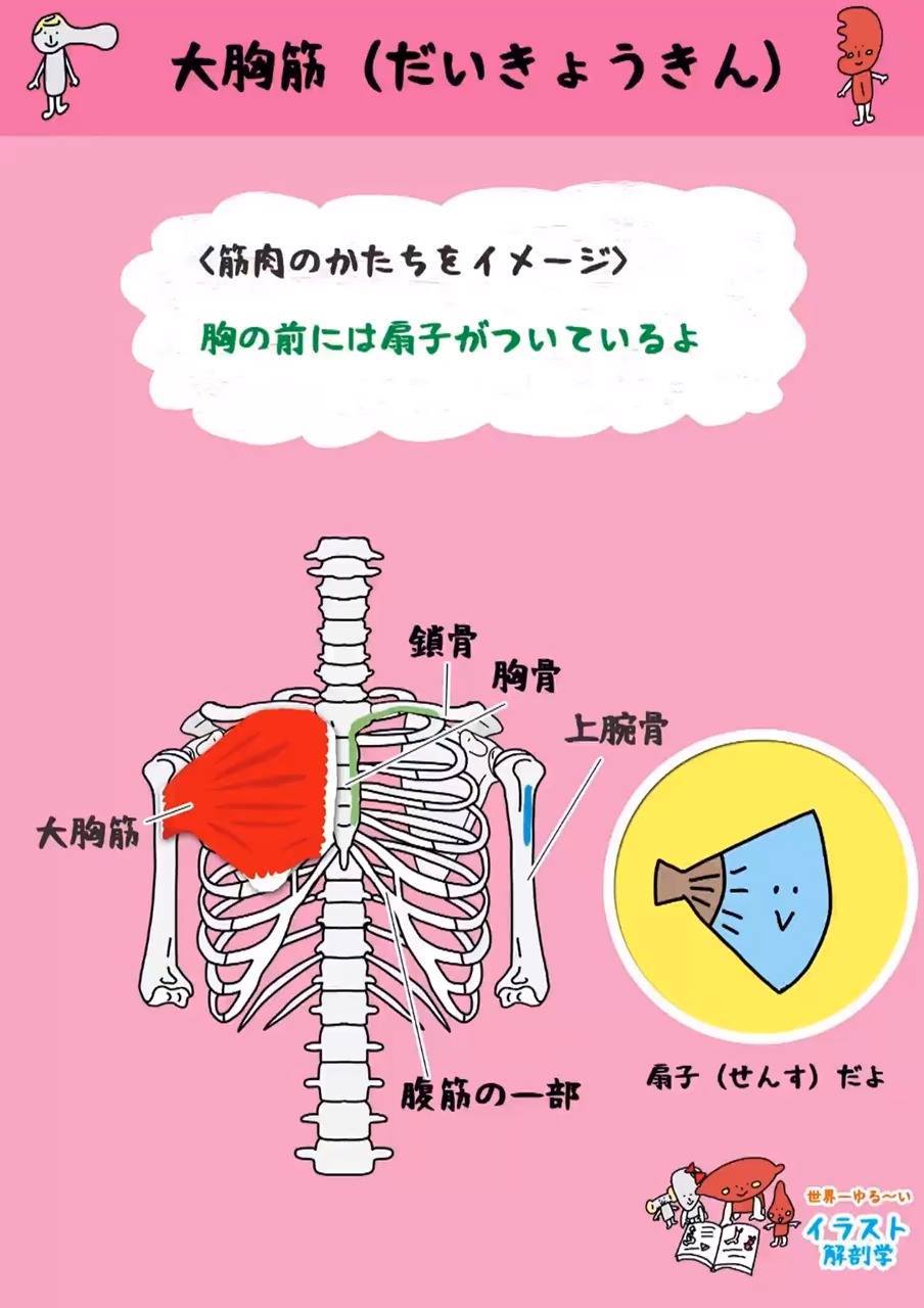 世界一 ゆる く学ぶ イラスト解剖学教室 大胸筋 その1 Facebook