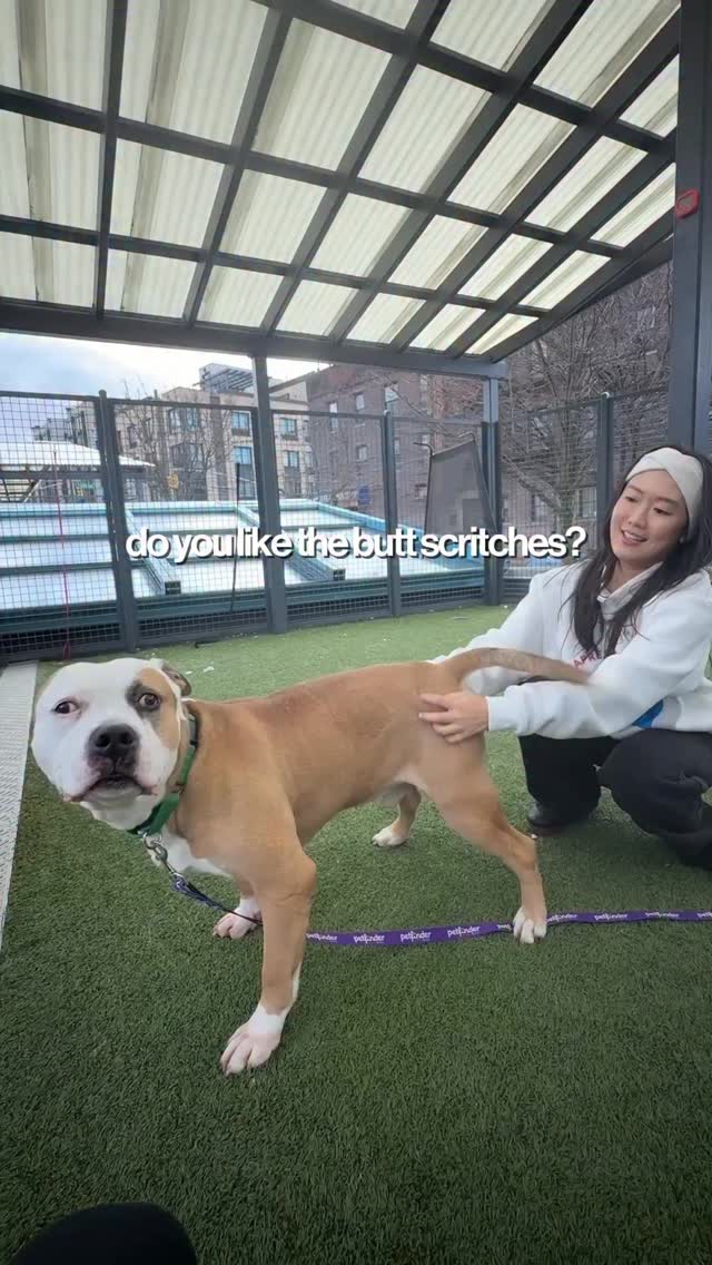 To adopt, please visit: nycacc.org/adoption/process ad. @getjoyfood was ...