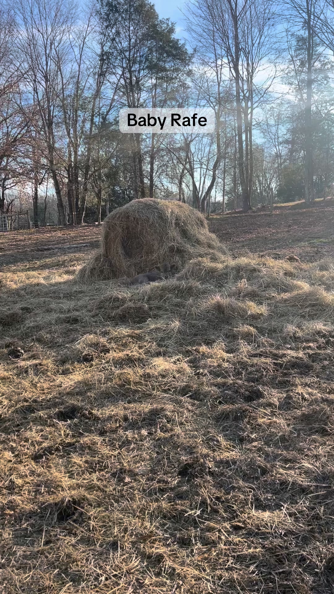 🤠 Baby Rafe #blairhomestead #fyp #highlandcow #farmlife #AHCA # ...