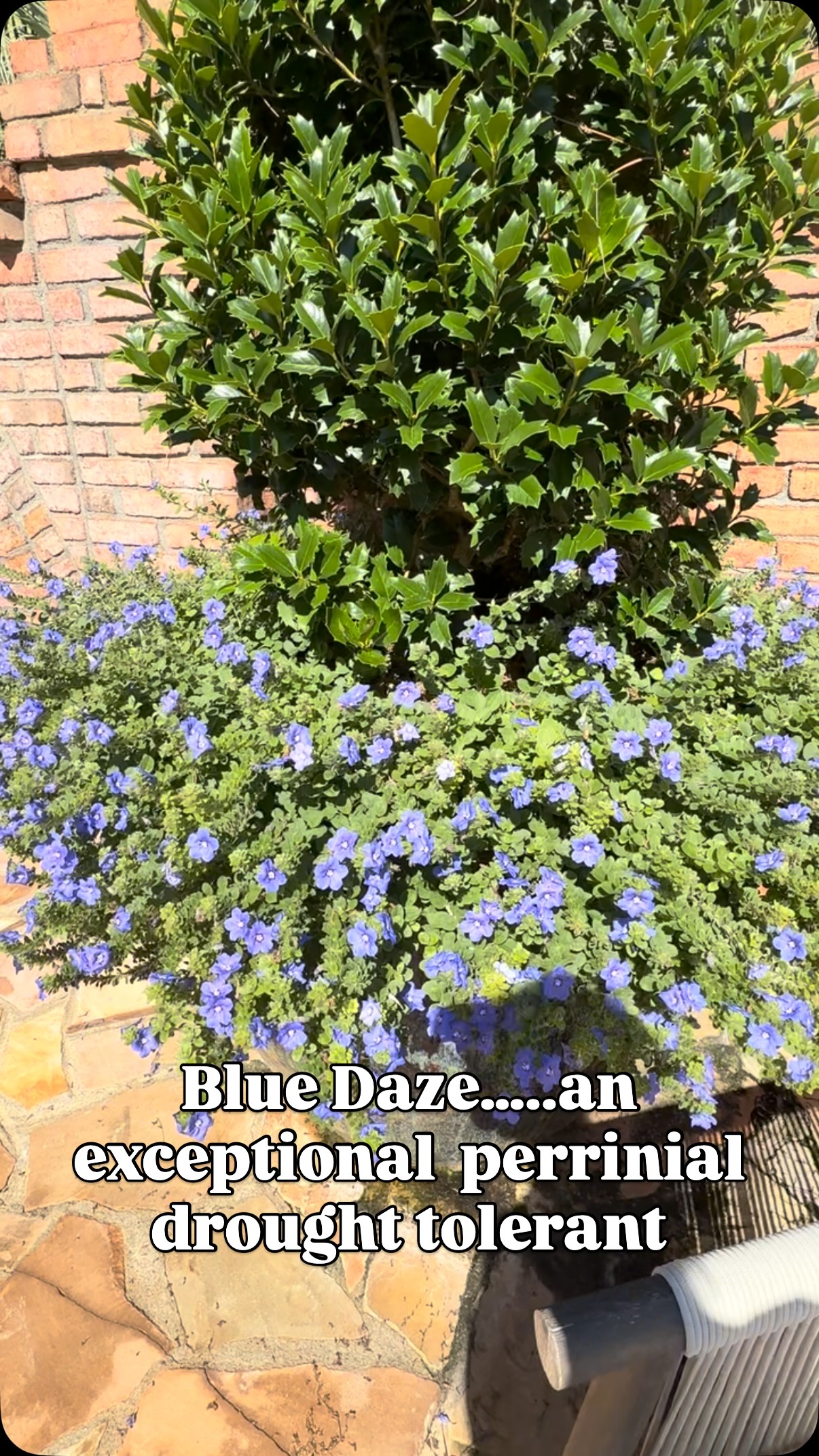 A good choice. Call 2298888910……. it. Anns Garden Shop 1440