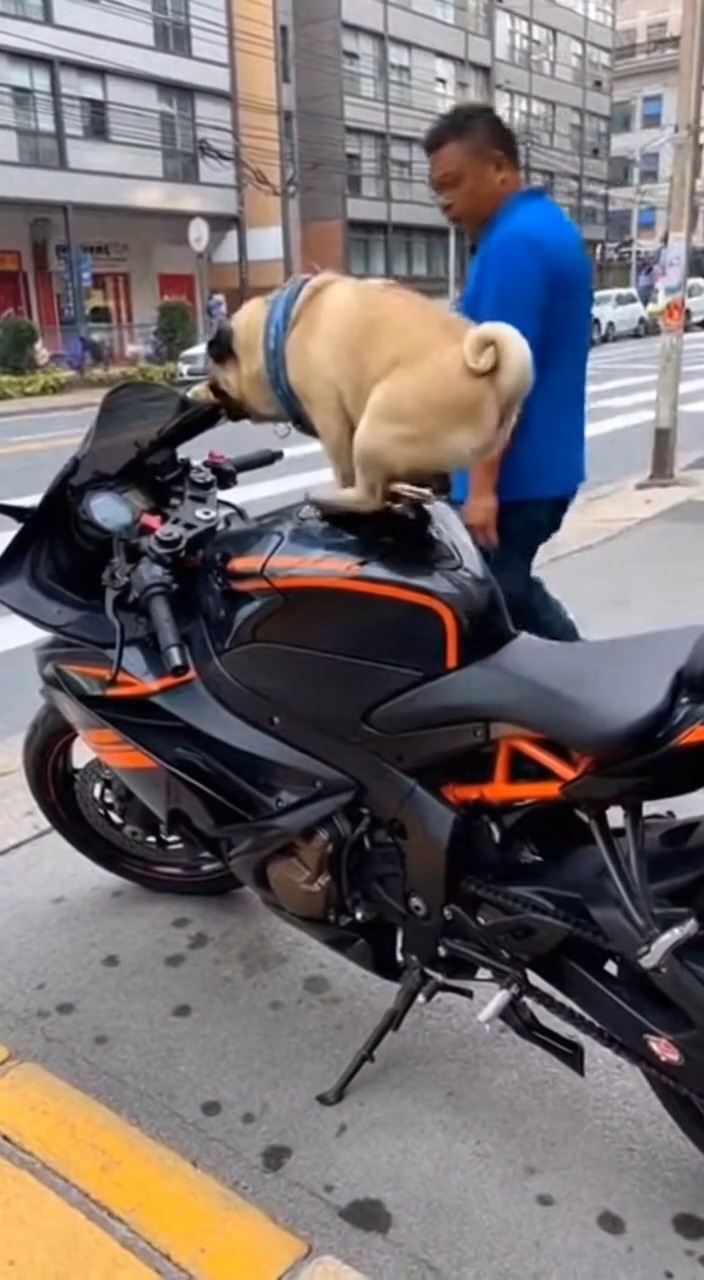 Pug heavy bike riding. | Grace Farm Senior Pug Sanctuary | Facebook