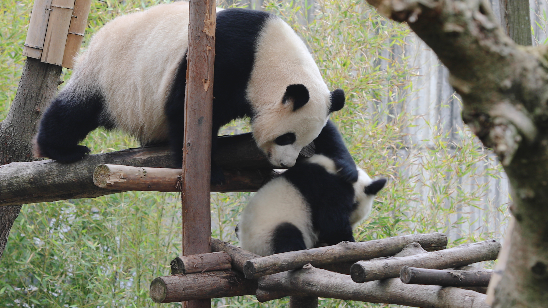 That moment when love is big… but so is personal space. (Ya Li) #panda ...