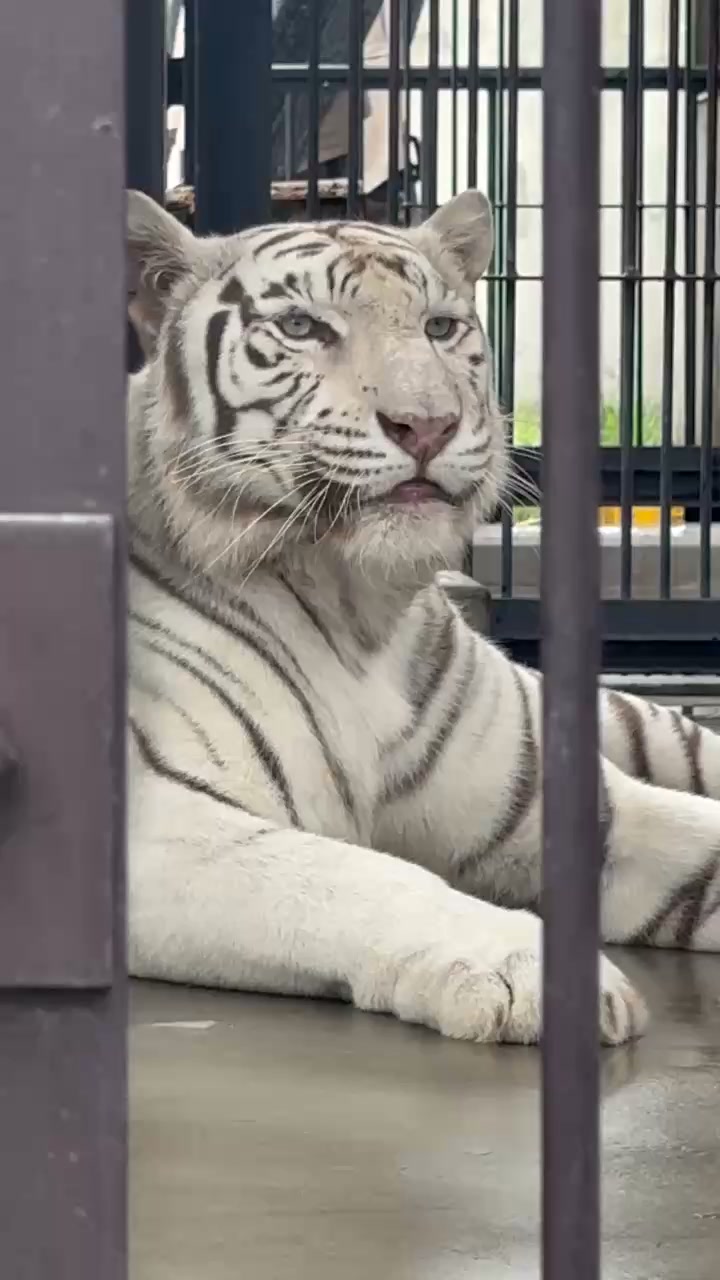 東武動物公園 | Miyashiro-machi Minamisaitama-gun Saitama