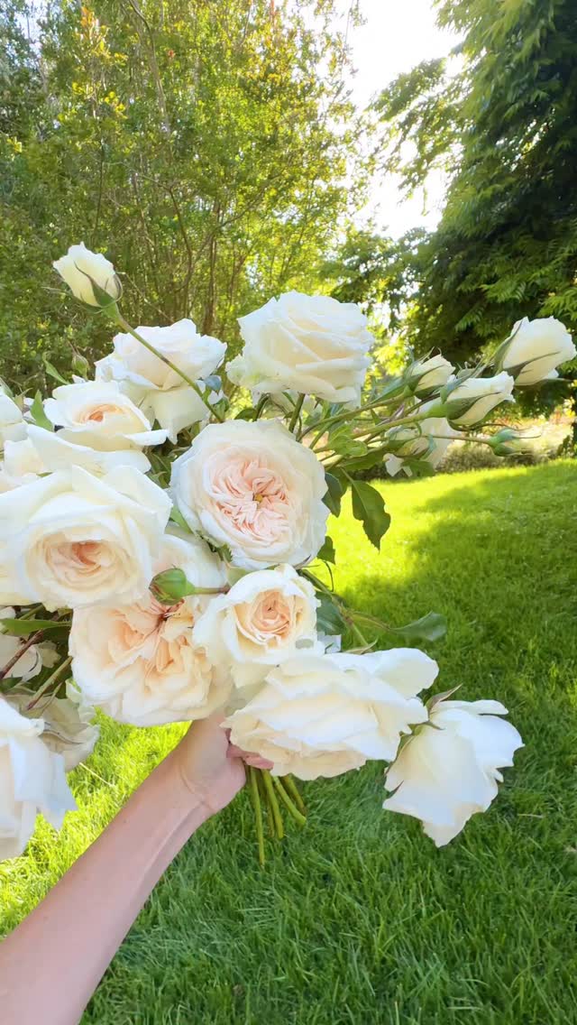 One of my all-time favorite climbing roses is the exquisite Arborose ...