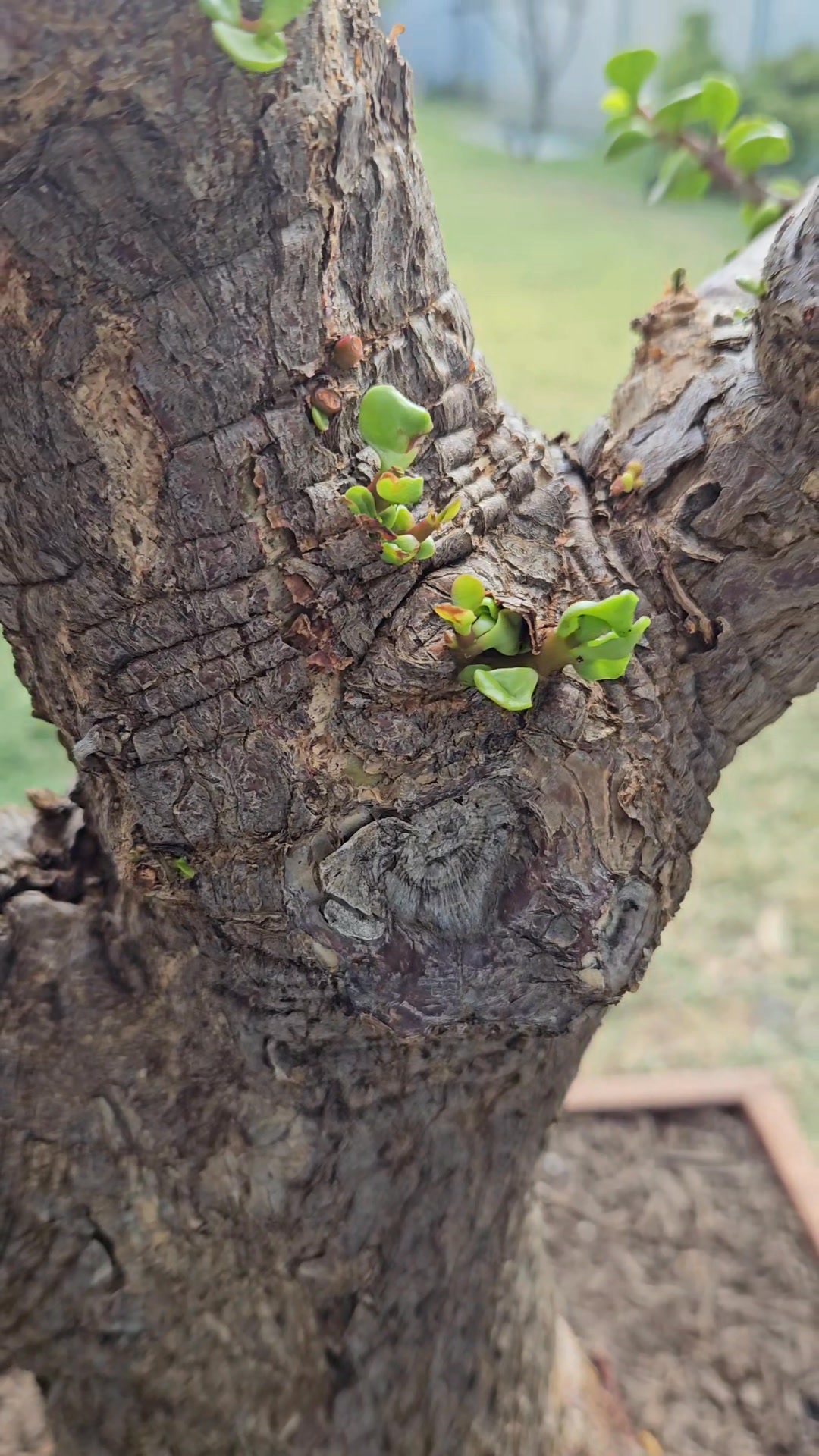 Day 4 after hard cut back, root prune and repot. Absolutely bursting ...