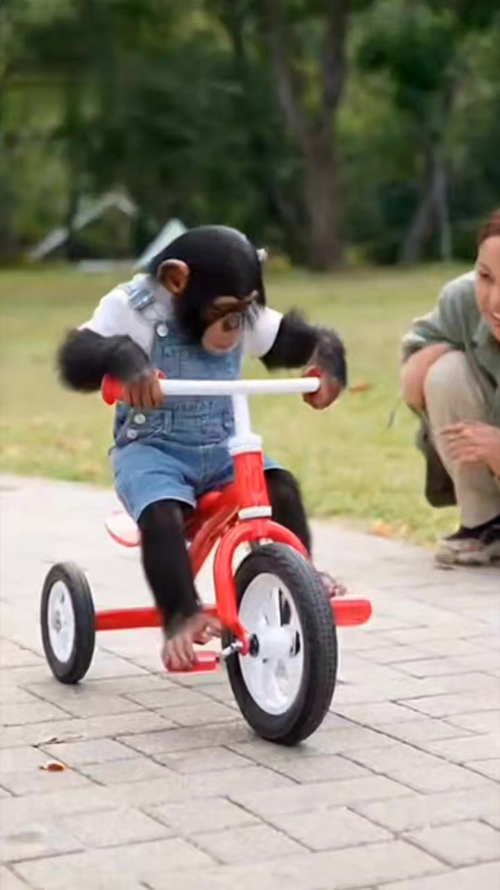 Cute chimpanzee baby learn how to ride bicycle ️. #orangutans #gorilla ...