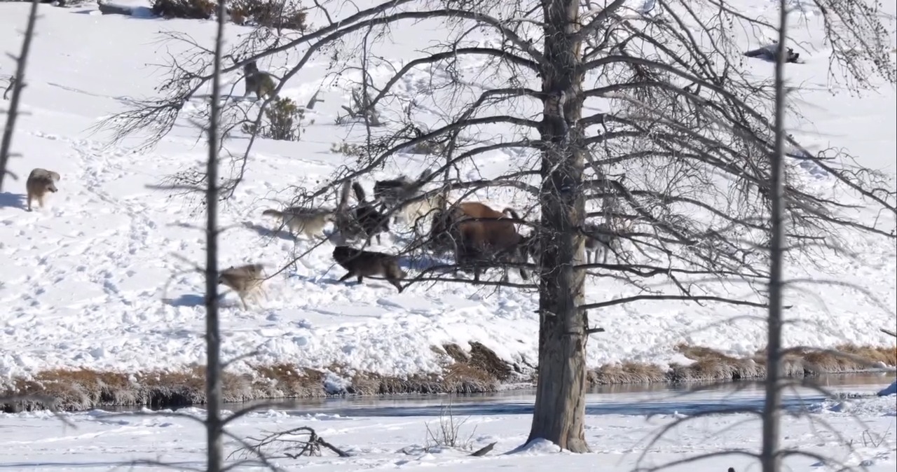 WOLF PACK GOING AFTER BISON VIDEO: The Wapiti wolf pack is on the move ...