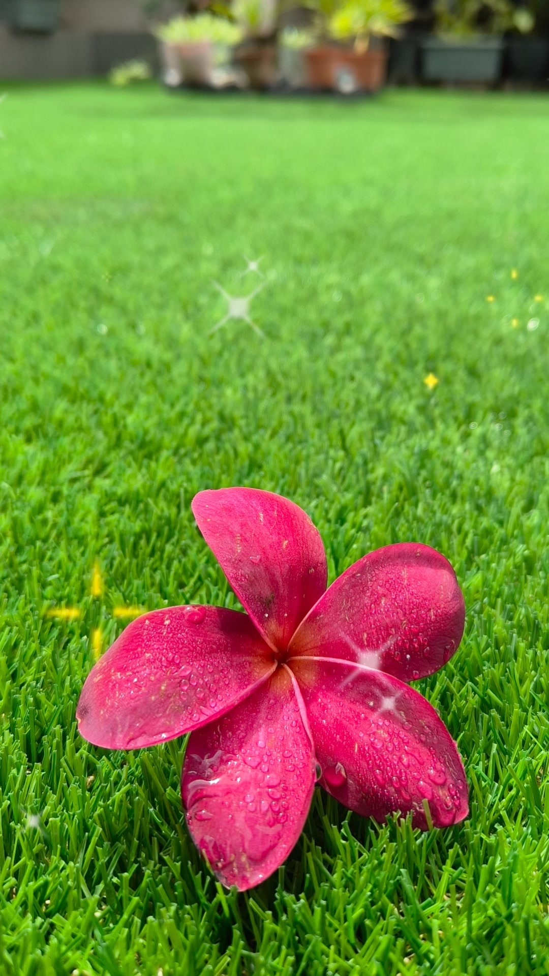 Happy Garden by Serena (@happygarden229) • Facebook