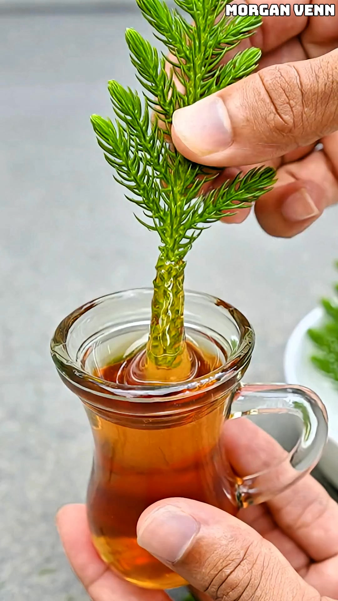 How to Grow Your Own CHRISTMAS TREE from Cuttings 🎄 #ChristmasTree # ...