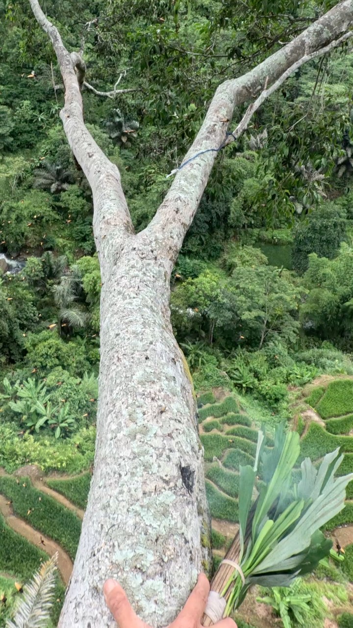 Harvesting honey from towering trees, where every drop is a taste of ...