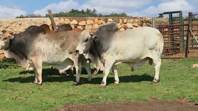 🔥SP BULLS on offer by Bothasberg Boran Stud, STOFFBERG BORAN GROUP, 8 Production Auction, 🗓 24 September 2026, 🕙 11:00, 📍Mellow Stream Wedding Venue, Stoffberg, CONTACT, Marthinus: 084 807 7159,