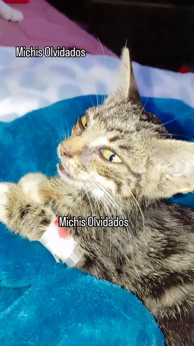Michis Olvidados