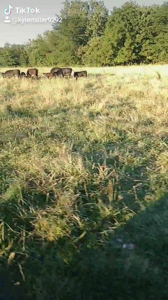 Lone Pine Farm | Tremont IL