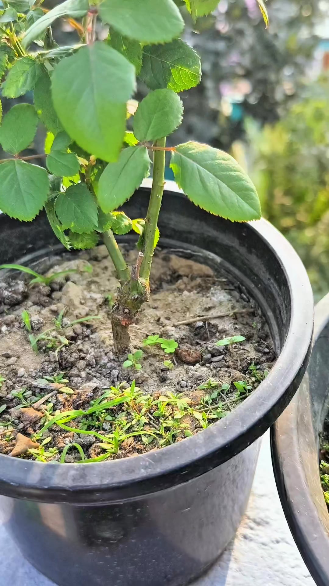 99% Gardeners Make This Mistake With Roses 😱 If your **roses are not ...