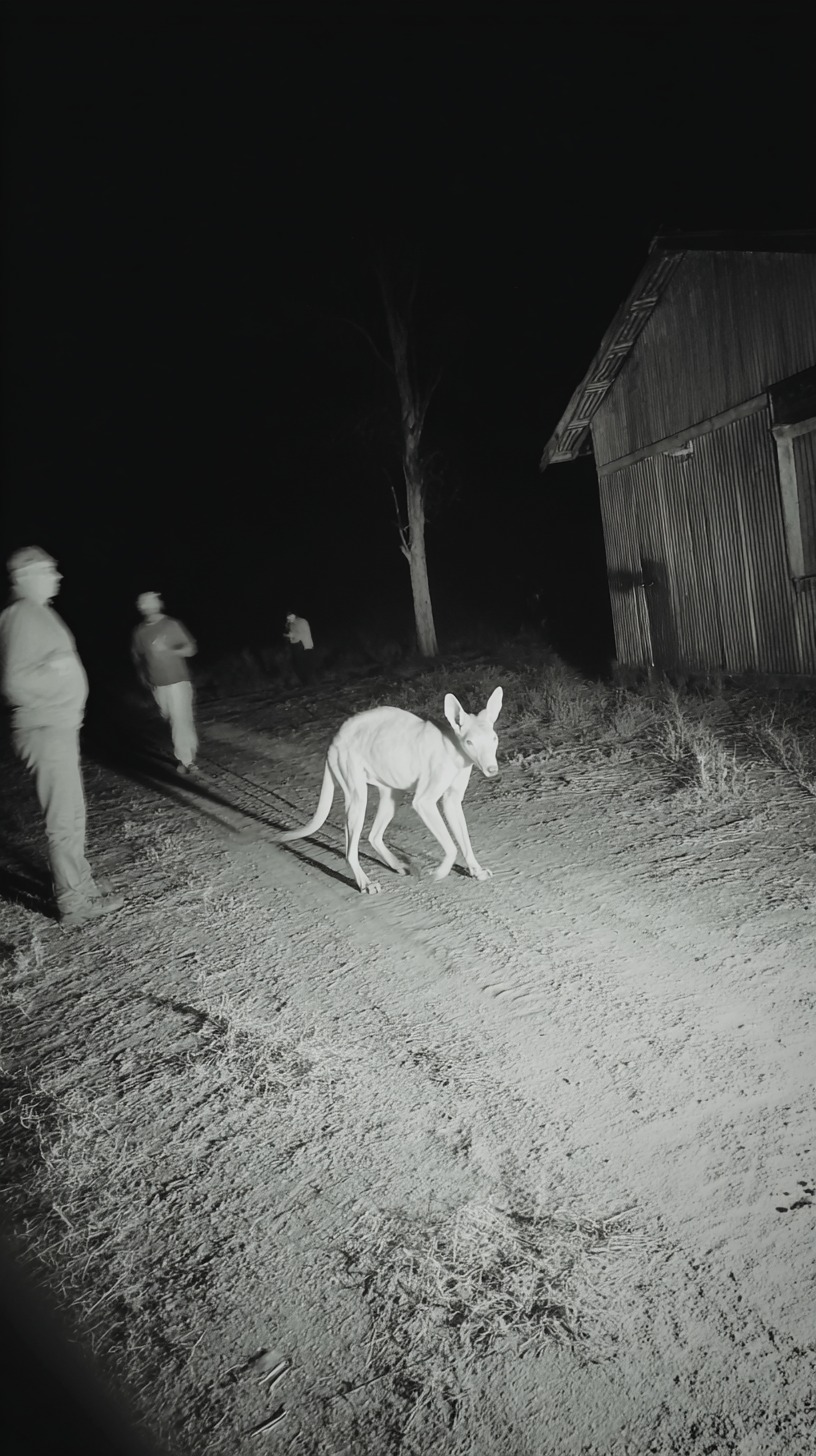 😰 I'm scared! Security Cam Catches Chupacabra Crossing Ranch # ...