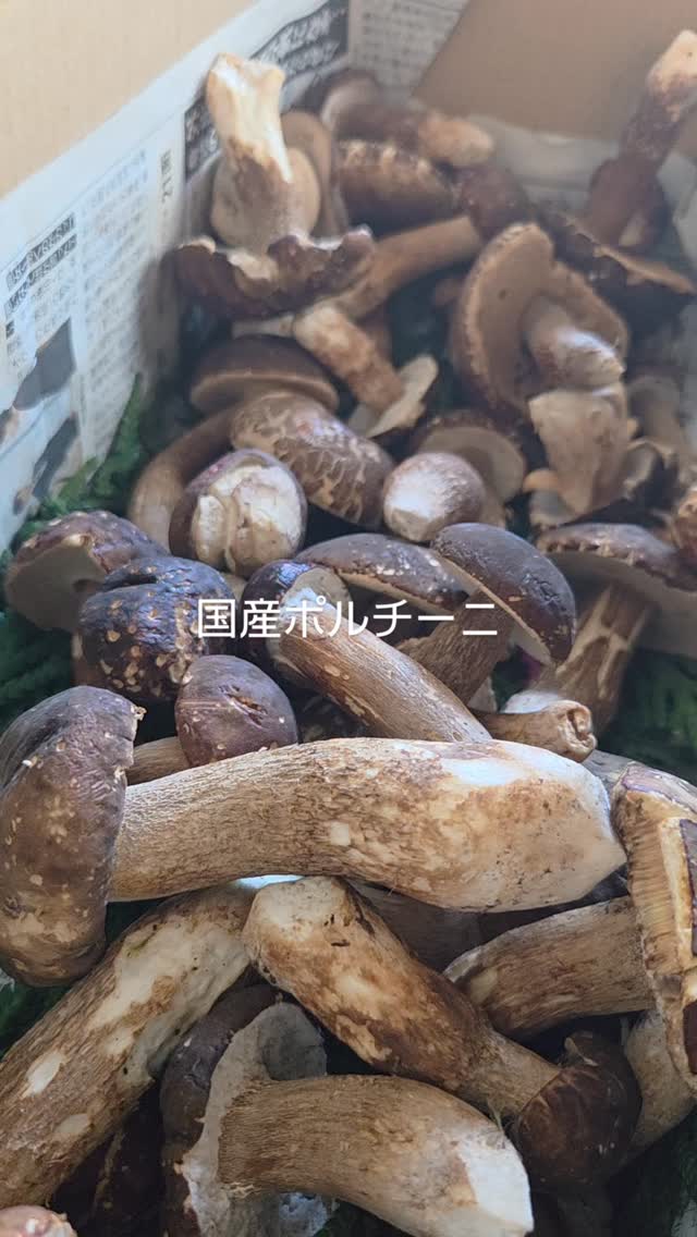 青森から着いた国産ポルチーニ国産ポルチーニは、日本でもわずかに収穫