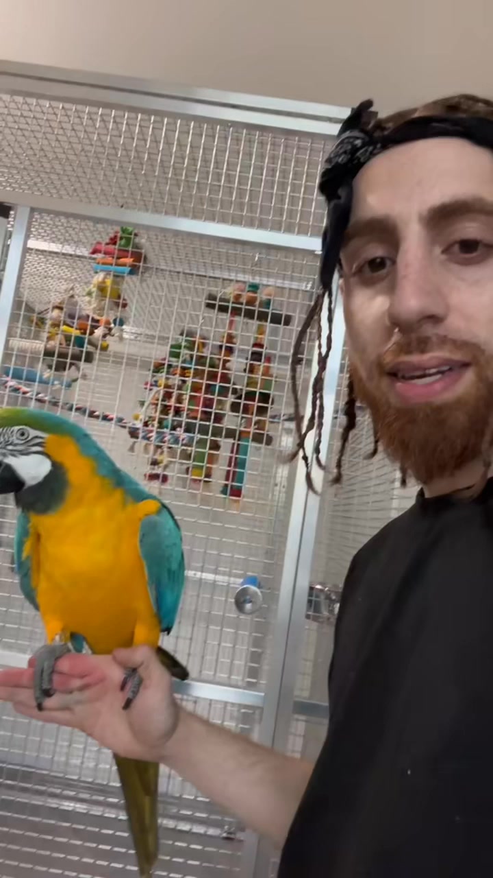 Photo inspiration: Visual Reference: Next Step Wiping Down The Aviary Rosemead Itszazu Fyp Birdman
