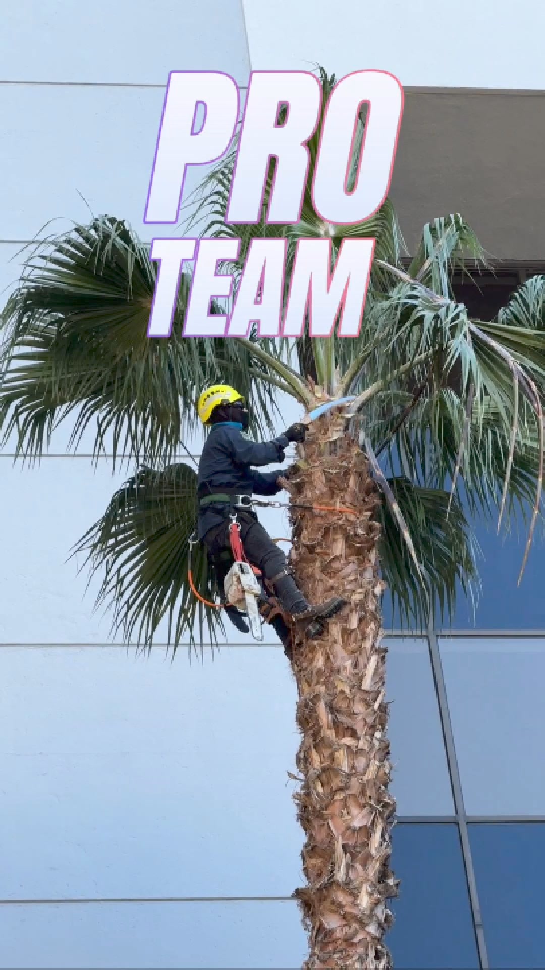 Tree Tech California | San Jose CA