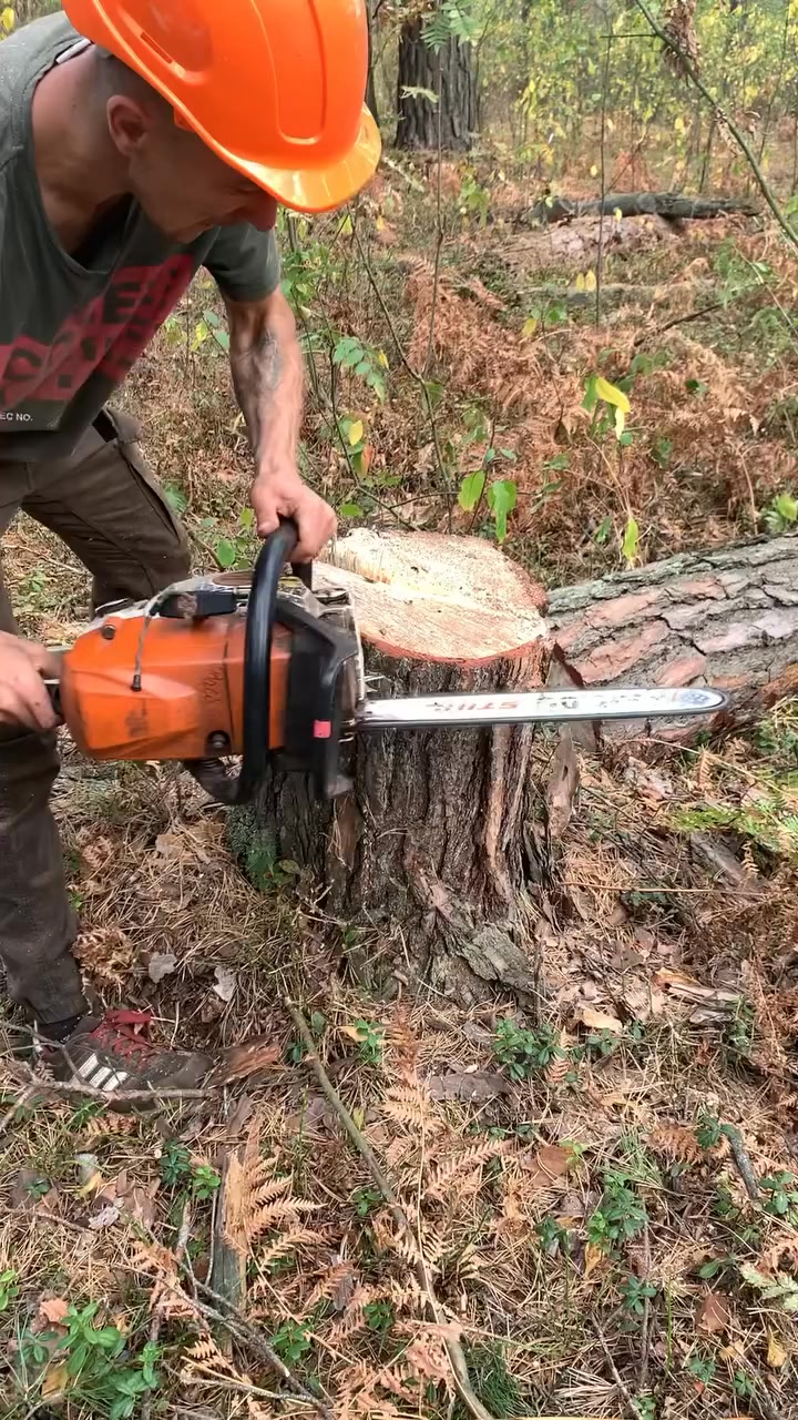 Wood Working On The Tree And Woods #wood #working #woodworking #trees # ...