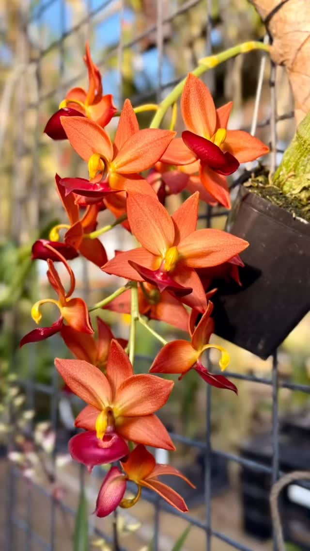 🏷️ Cycd. Taiwan Gold 'Orange' #cycnoches #mormodes #catasetinae