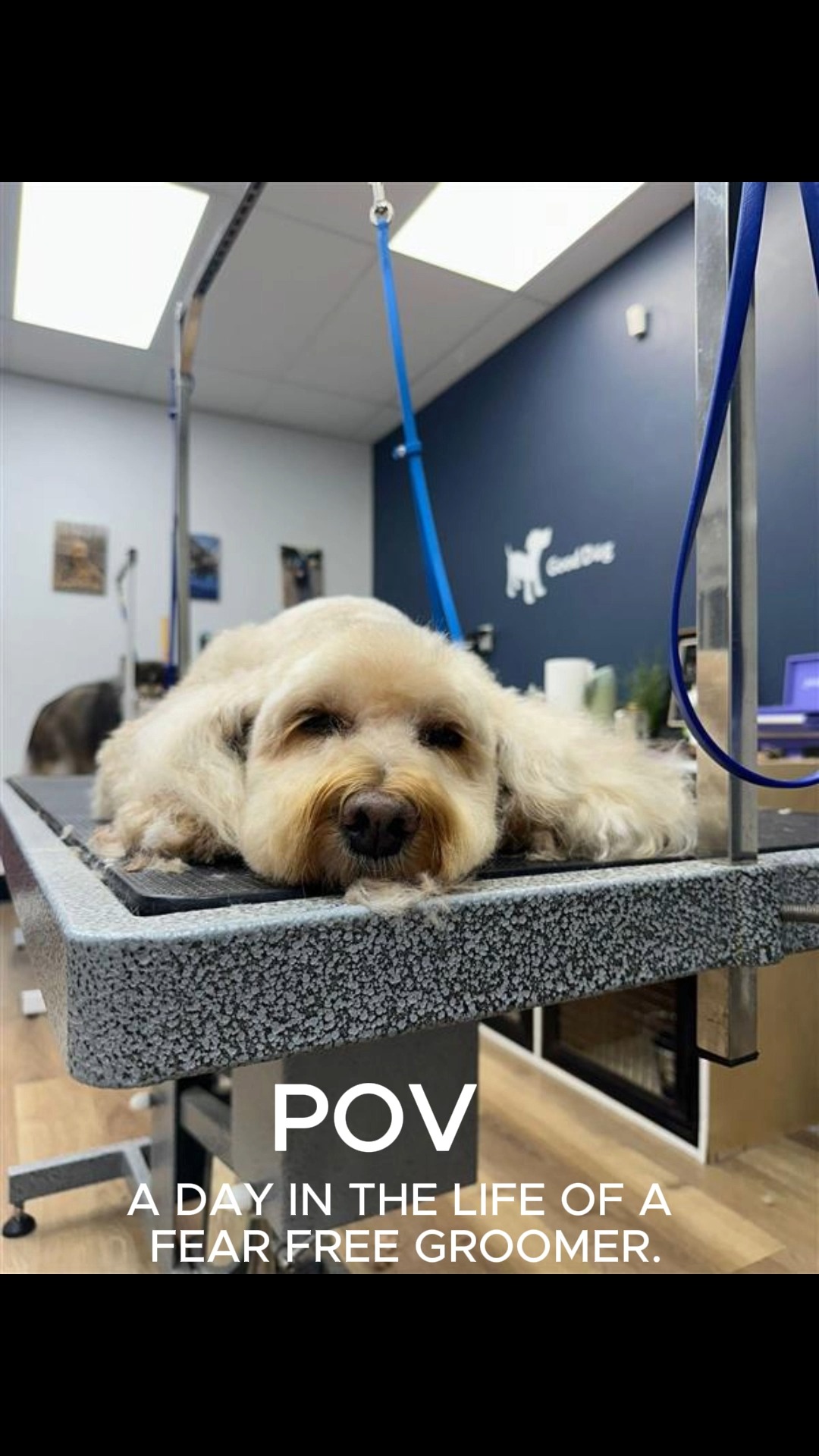 Curated visual reference: When Your Dog Feels Safe It Shows These Relaxed Pups Photo Inspiration